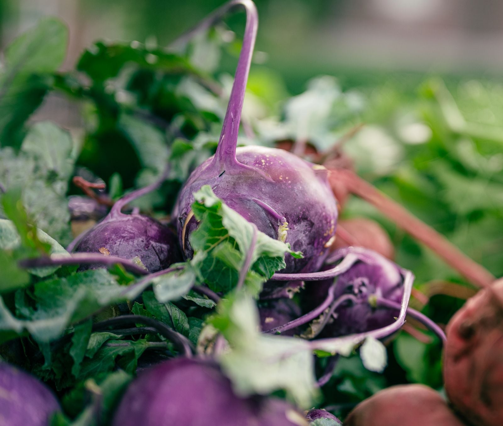 Nearly every plant on your plate is quietly chemically defended against being eaten — and a growing line of research suggests that faint, low-dose sting may be one of the underrated reasons a vegetable-heavy diet keeps you healthy