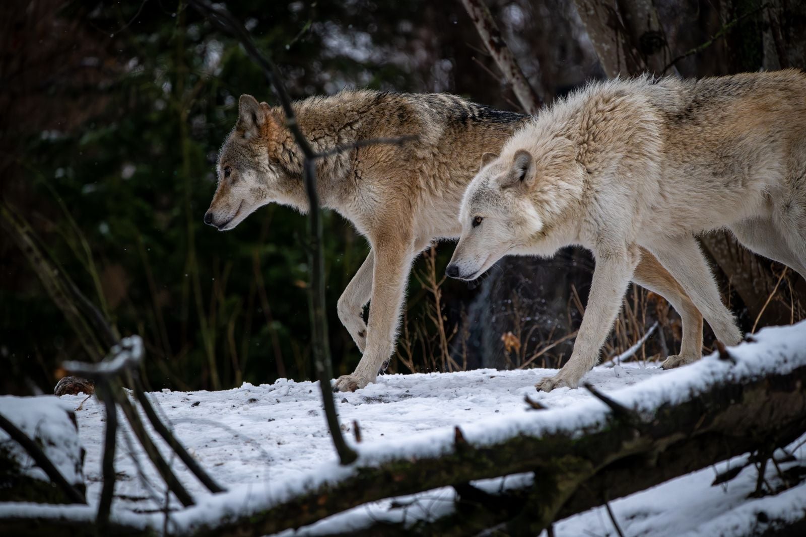 gray wolf snow