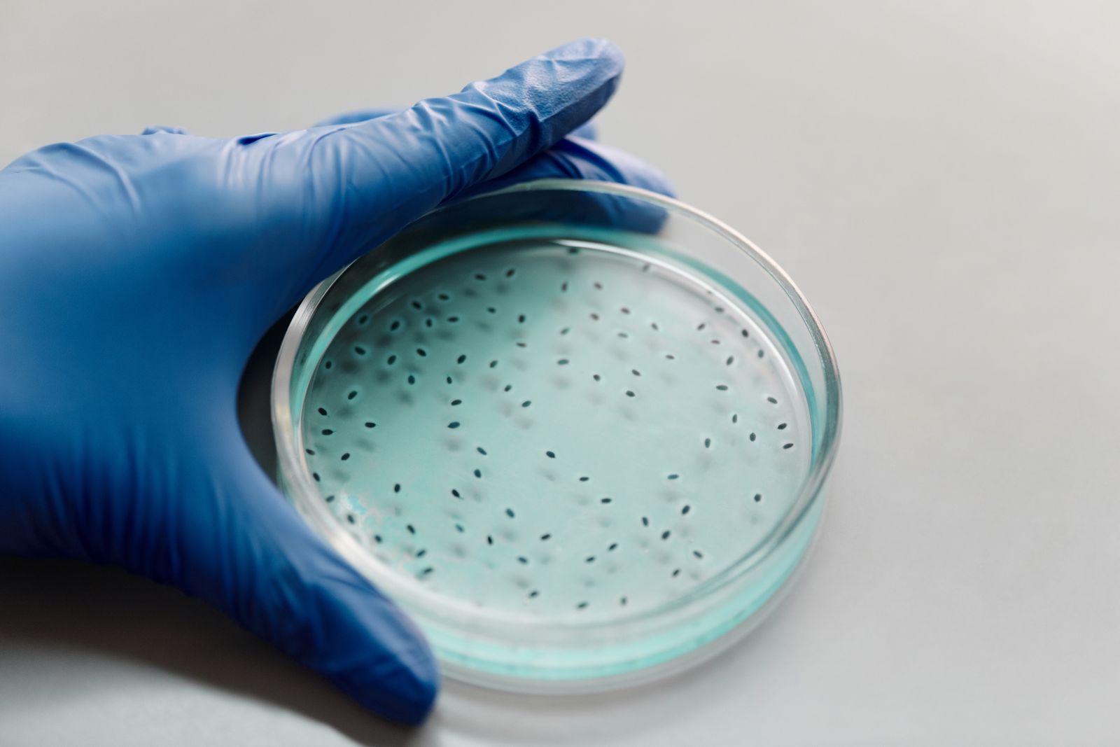 gut microbiome laboratory