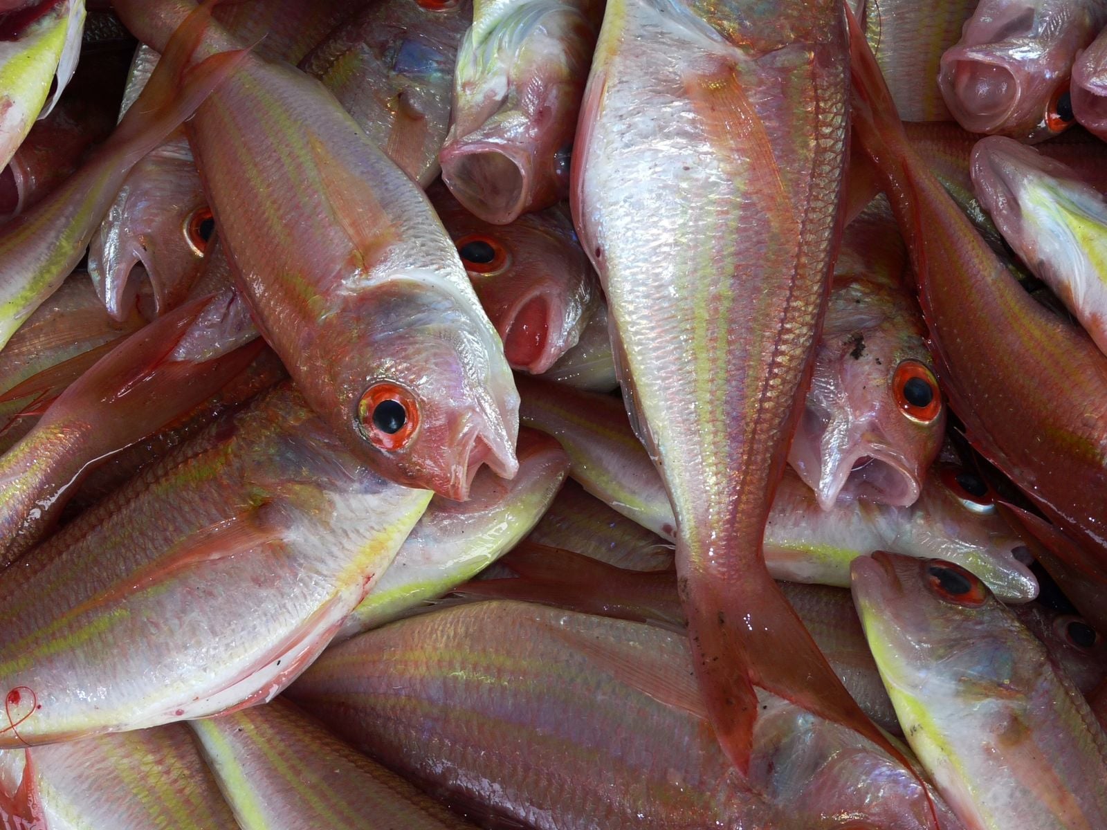 illustrative close view of a fish mouth