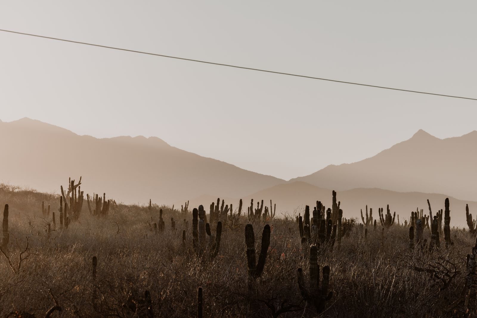 The Atacama Desert in Chile contains weather stations that have never recorded a single drop of rain in more than a century of measurement, yet a thin fog called camanchaca rolls in from the Pacific often enough that lichens and cacti pull moisture straight from the air