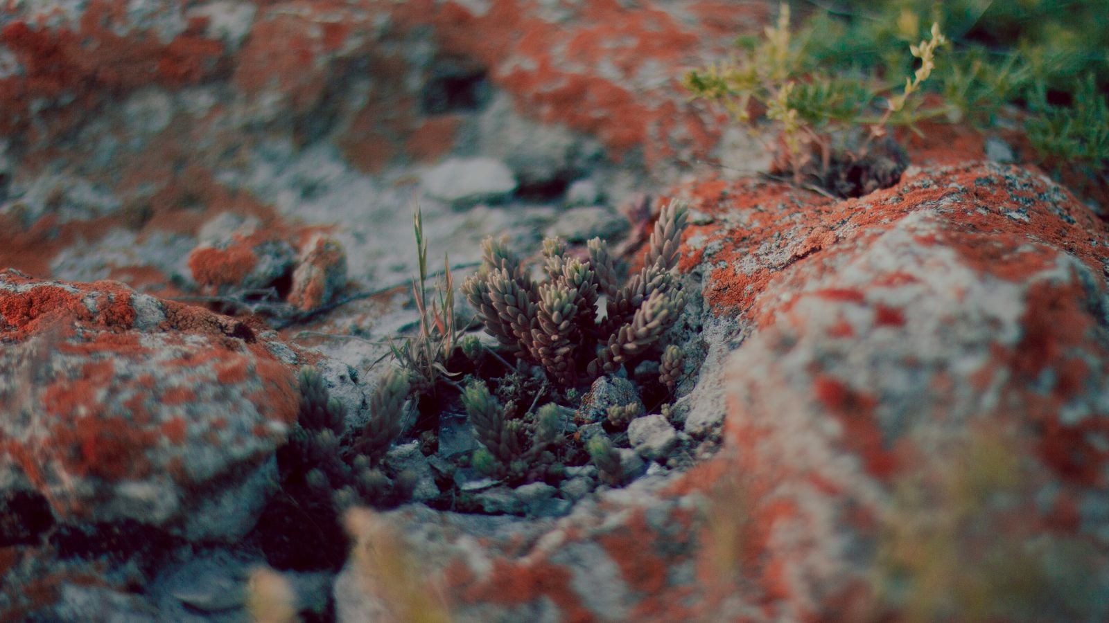 The Atacama Desert in northern Chile has weather stations that have recorded no rainfall for centuries, and yet a fog rolls in from the Pacific most mornings carrying just enough moisture to keep entire colonies of lichen alive on rocks that never see rain