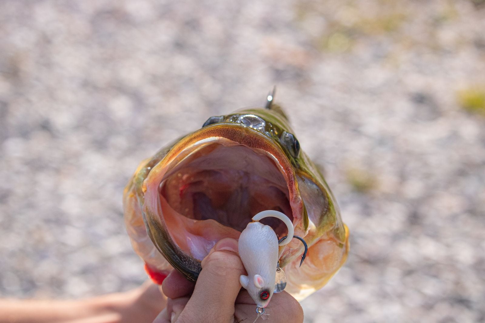 illustrative image of a fish with its mouth open