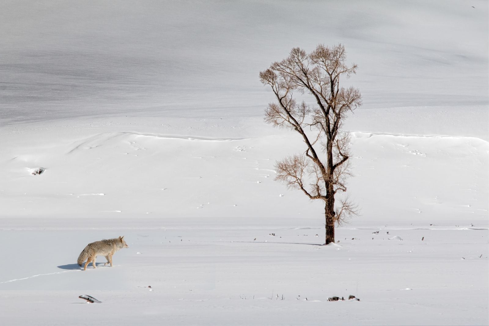Yellowstone winter valley