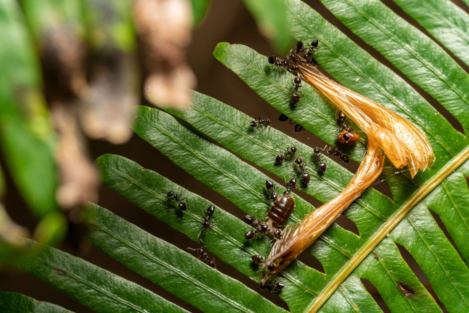 zombie ant fungus stalk